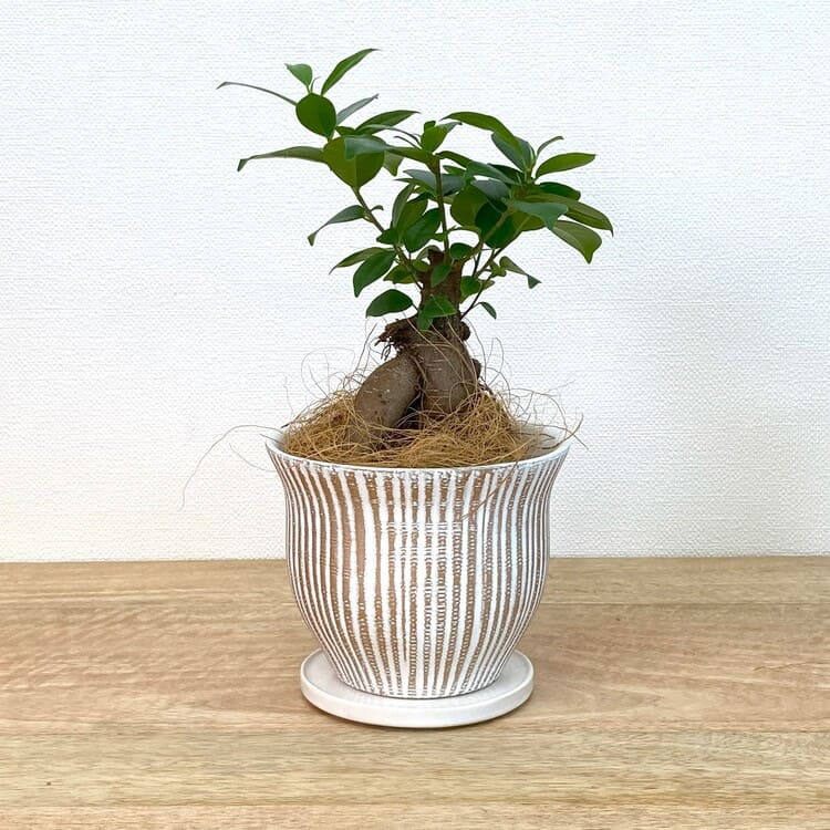 ガジュマル S + MM083-125