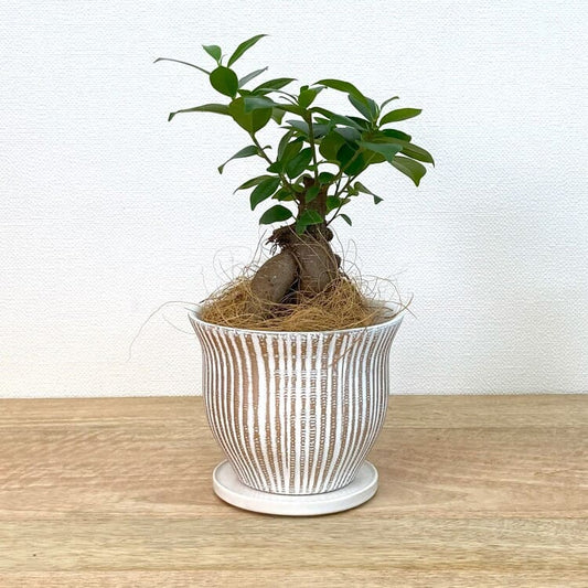 ガジュマル S + MM083-125