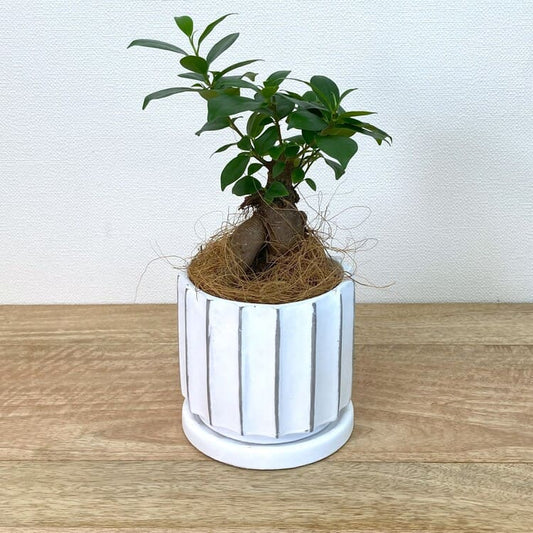 ガジュマル S + MM011-120