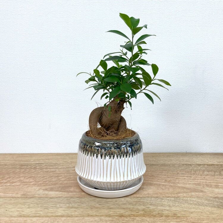 ガジュマル S + YD020-140