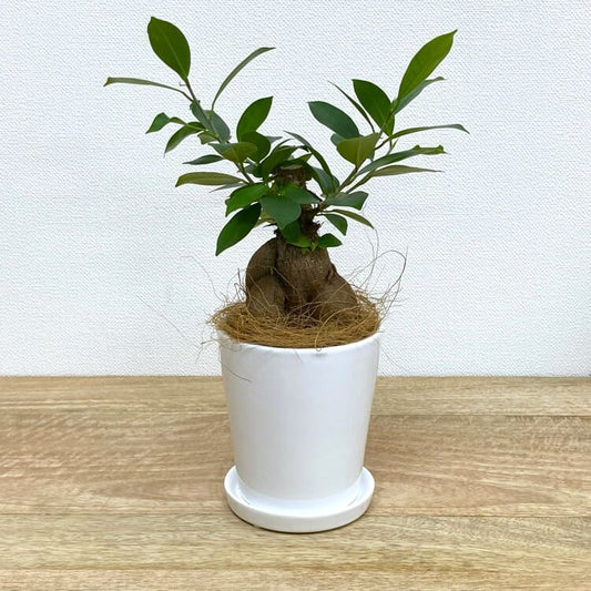 ガジュマル S + RR060-105