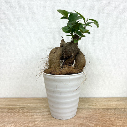 ガジュマル M