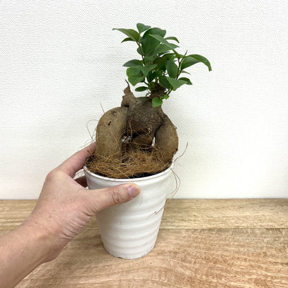 ガジュマル M