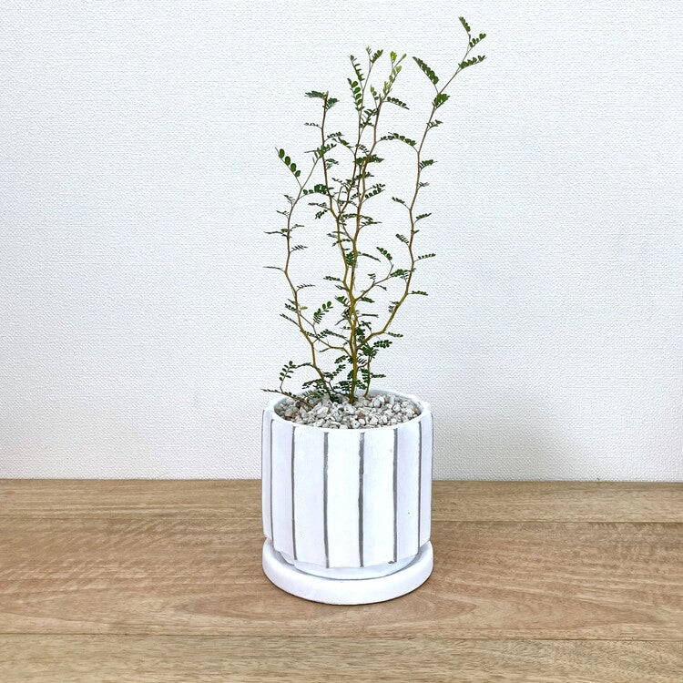 ソフォラ + MM011-120