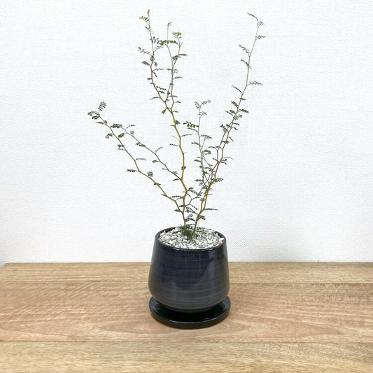 ソフォラ + MM022-120