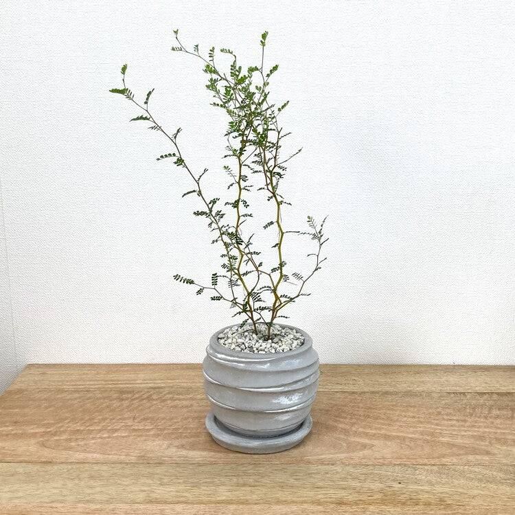 ソフォラ + MM096-120