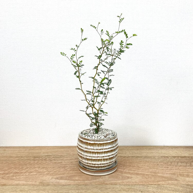 ソフォラ + GP108-110