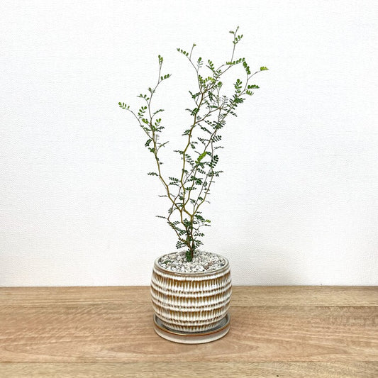 ソフォラ + GP108-110