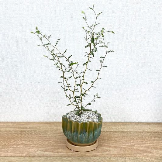 ソフォラ + GP125-120