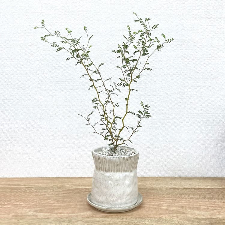 ソフォラ + UN406-100