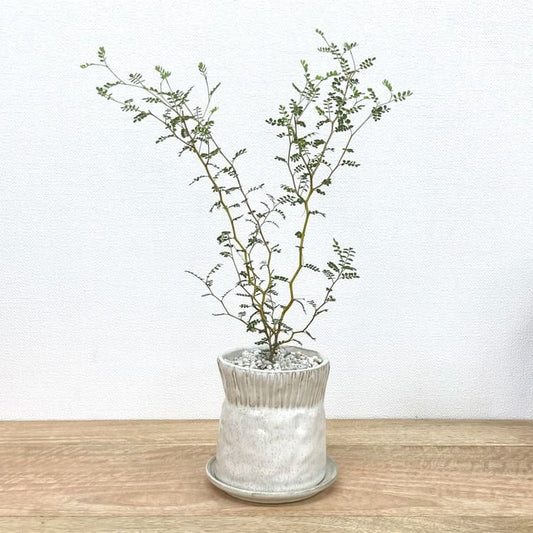 ソフォラ + UN406-100