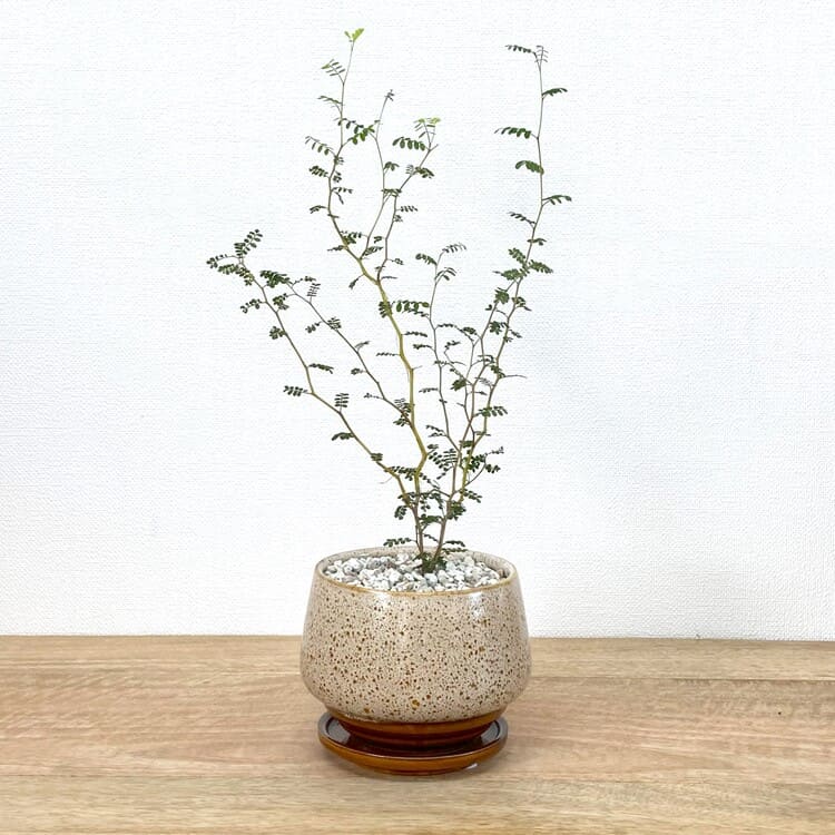 ソフォラ + MM040-120