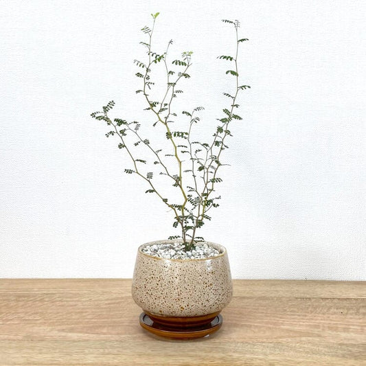 ソフォラ + MM040-120