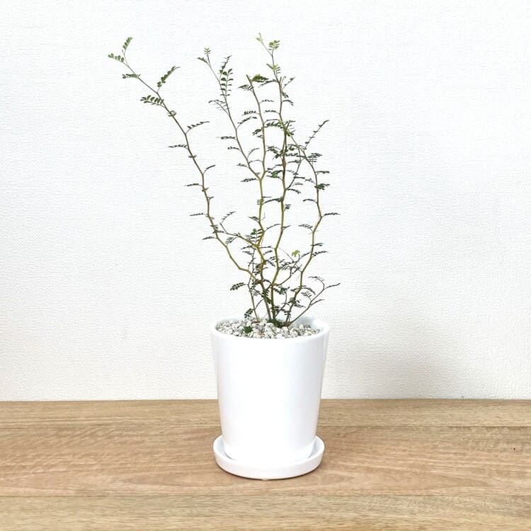 ソフォラ + RR060-105