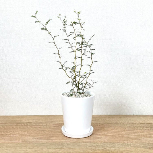 ソフォラ + RR060-105