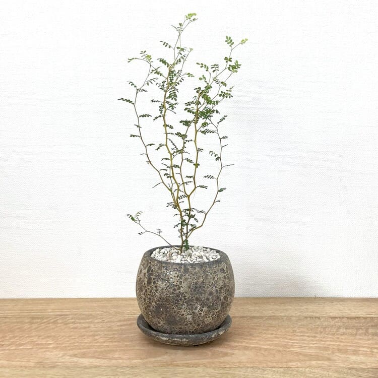 ソフォラ + AS039-130（ブラウン）