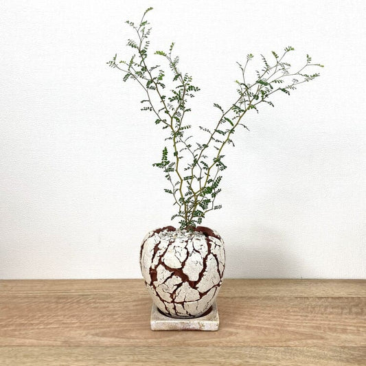 ソフォラ + RR512-120