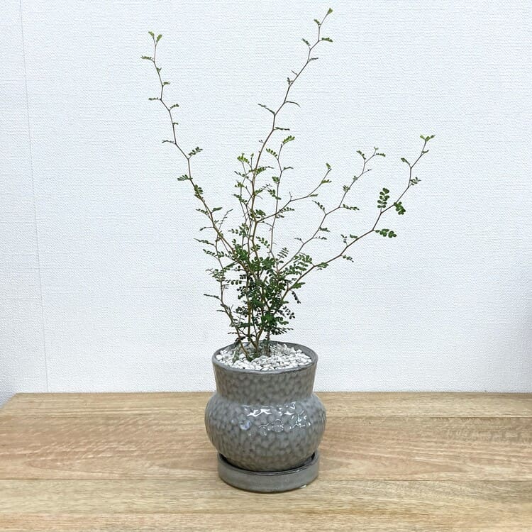 ソフォラ + AS098-120