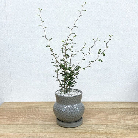 ソフォラ + AS098-120