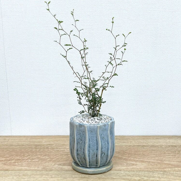 ソフォラ + MM039-115（ブルー）