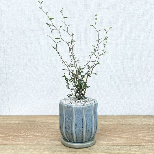 ソフォラ + MM039-115（ブルー）