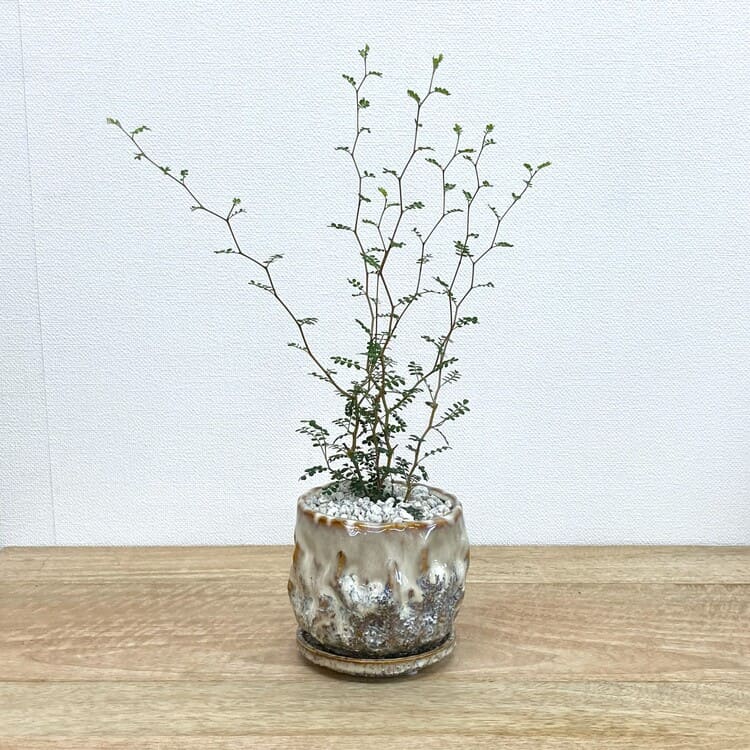 ソフォラ + UN503-115（アイボリー）