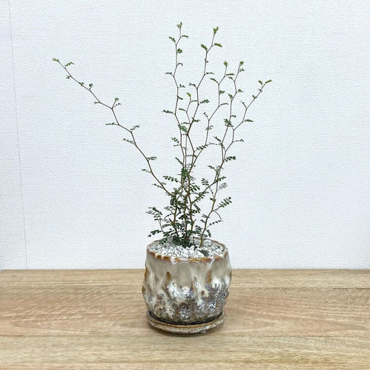 ソフォラ + UN503-115（アイボリー）