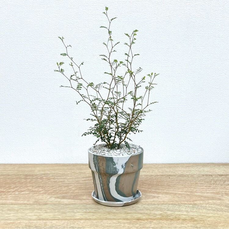 ソフォラ + PH001-100（ノルディック）