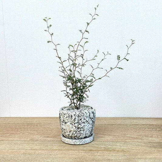 ソフォラ + MY1910-110（ホワイト）