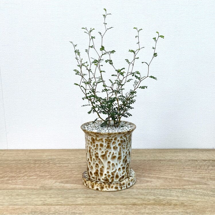 ソフォラ + YD021-115