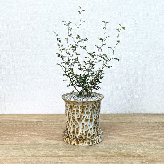 ソフォラ + YD021-115