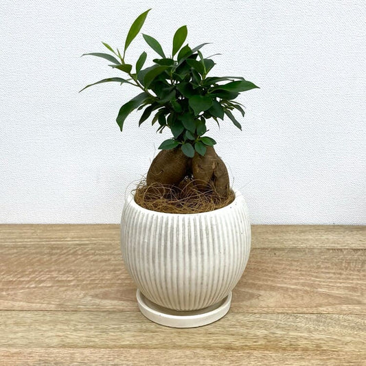 ガジュマル M + UN412-140