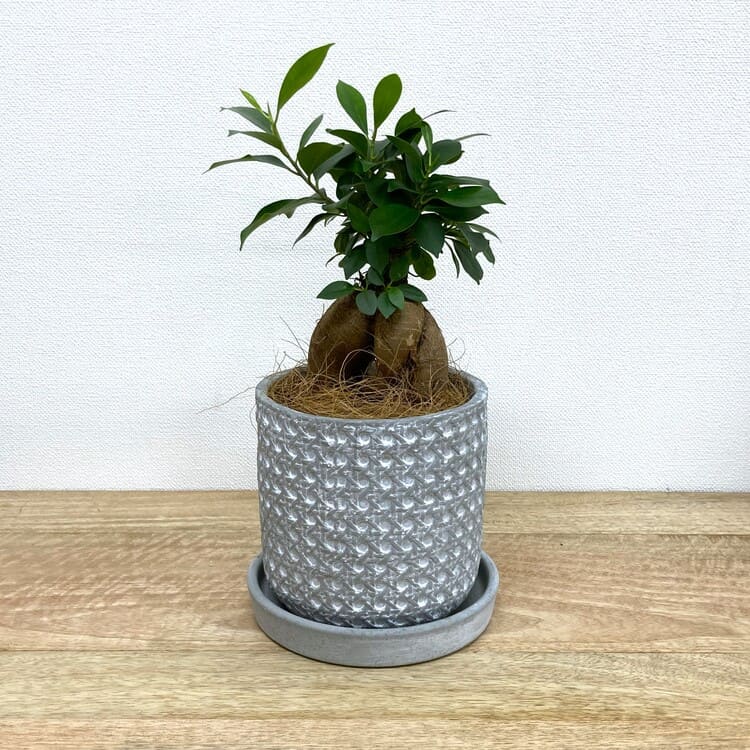 ガジュマル M + AS007-135