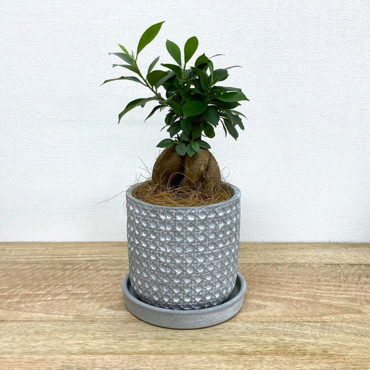 ガジュマル M + AS007-135