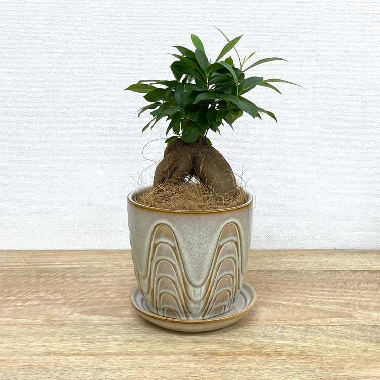 ガジュマル M + YD017-140