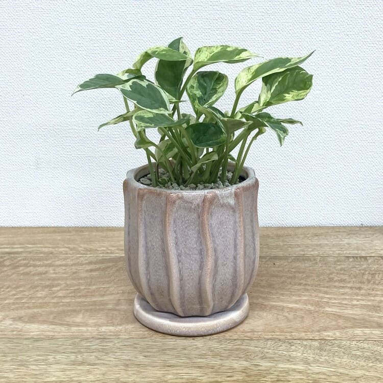 ポトス・エンジョイ + MM039-115