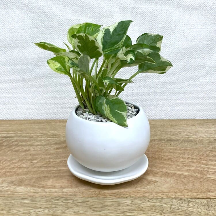 ポトス・エンジョイ + MM069-115