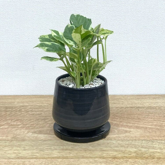 ポトス・エンジョイ + MM022-120