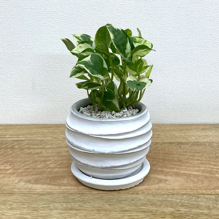 ポトス・エンジョイ + MM096-120