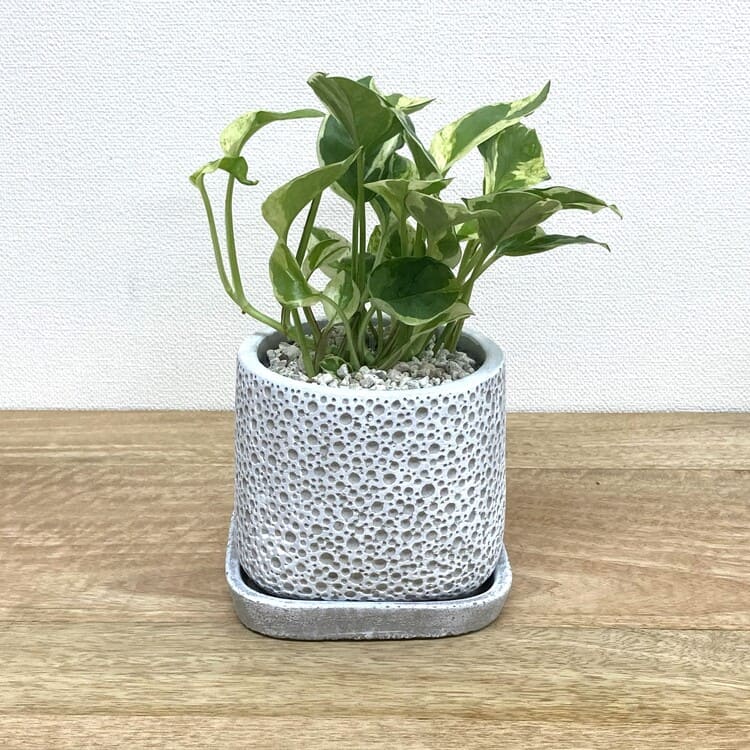 ポトス・エンジョイ + CC033-110