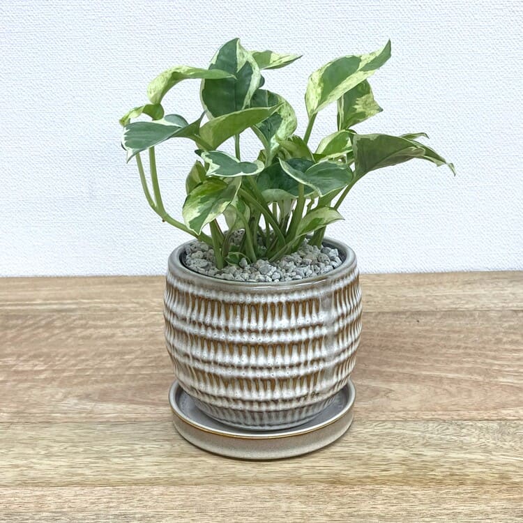 ポトス・エンジョイ + GP108-110