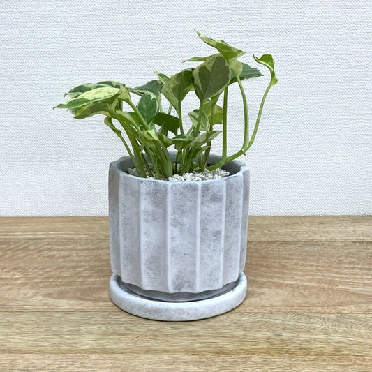 ポトス・エンジョイ + MM011-120