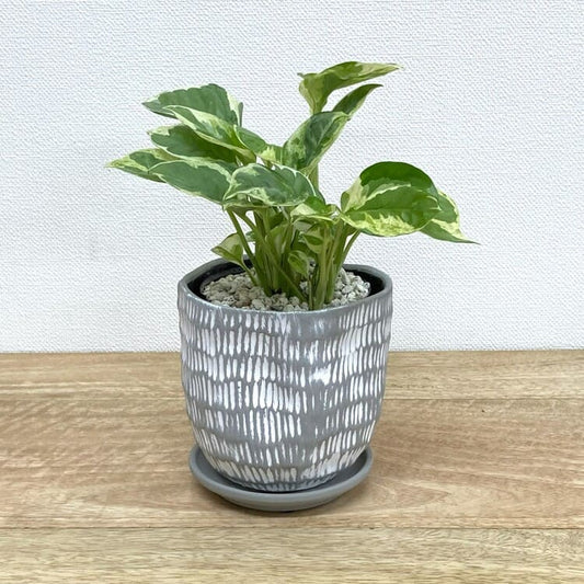 ポトス・エンジョイ + MM009-110