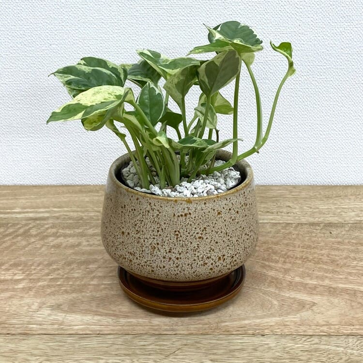 ポトス・エンジョイ + MM040-120