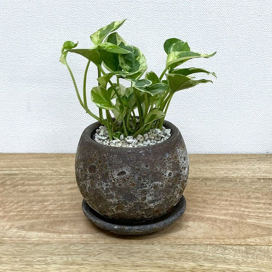 ポトス・エンジョイ + AS039-130