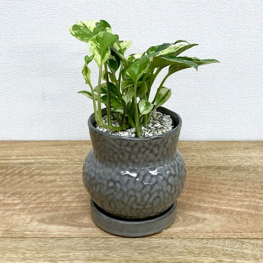 ポトス・エンジョイ + AS098-120