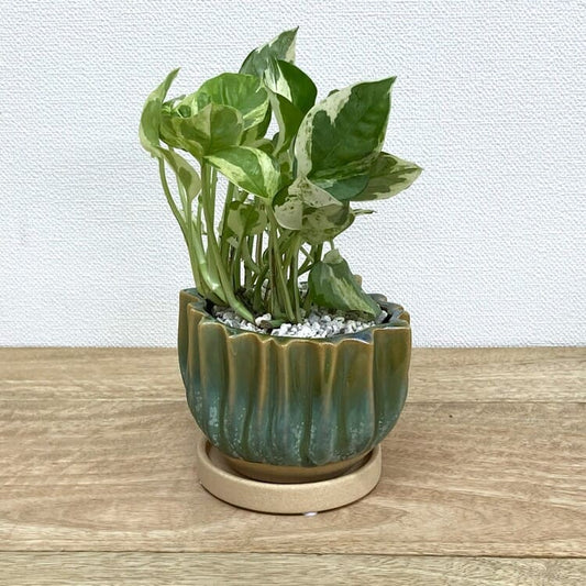 ポトス・エンジョイ + GP125-120