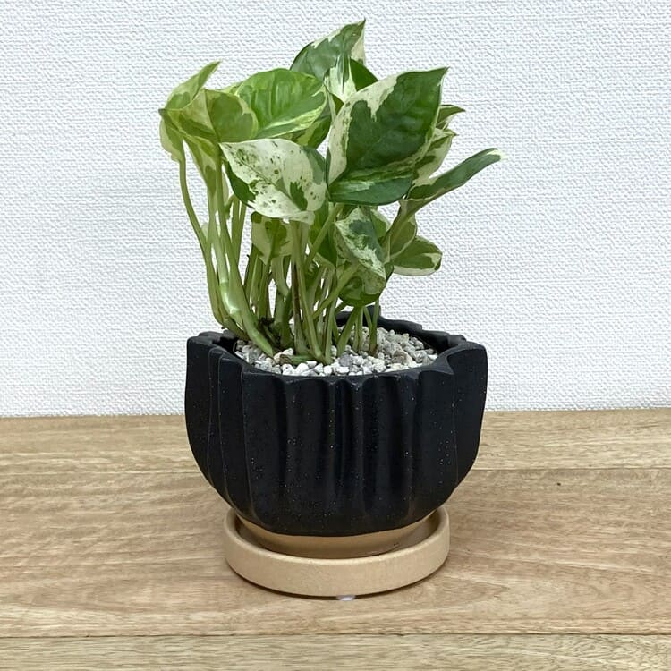 ポトス・エンジョイ + GP125-120