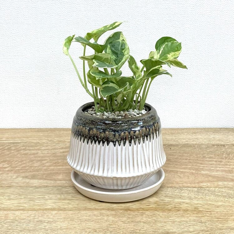 ポトス・エンジョイ + YD020-140