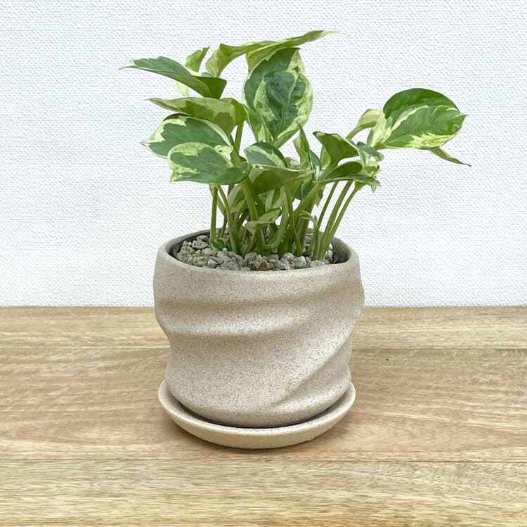 ポトス・エンジョイ + YD018-110